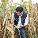 stock-photo-27151949-farmer-checking-corn-with-digital-tablet